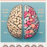 Changements cognitifs lors d'un traitement à l'énanthate de trenbolone
