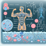 L'acétate de méthénolone et son effet sur l'équilibre hydrique et électrolytique